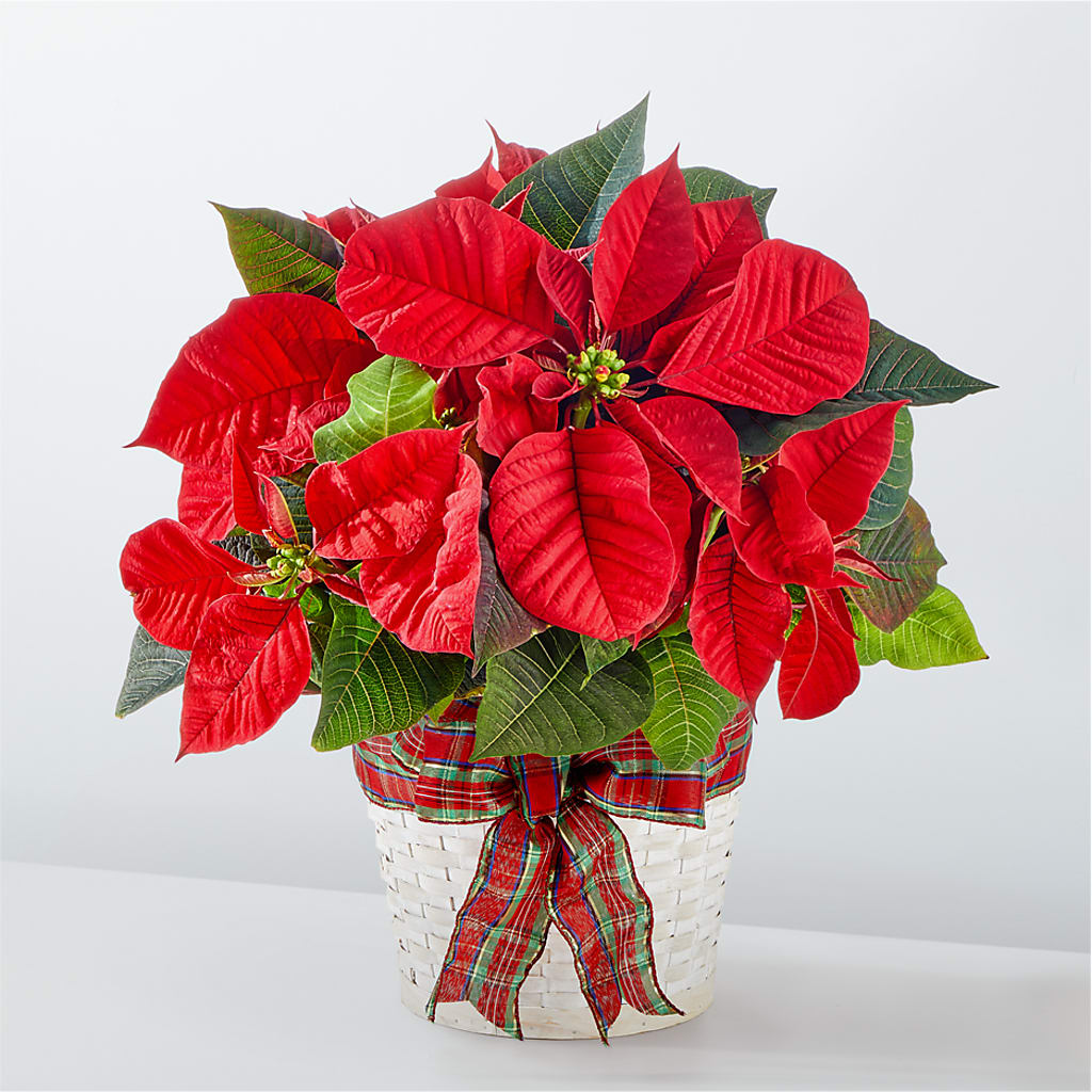 Happiest Holidays Poinsettia – Monarca Florist, Yonkers NY