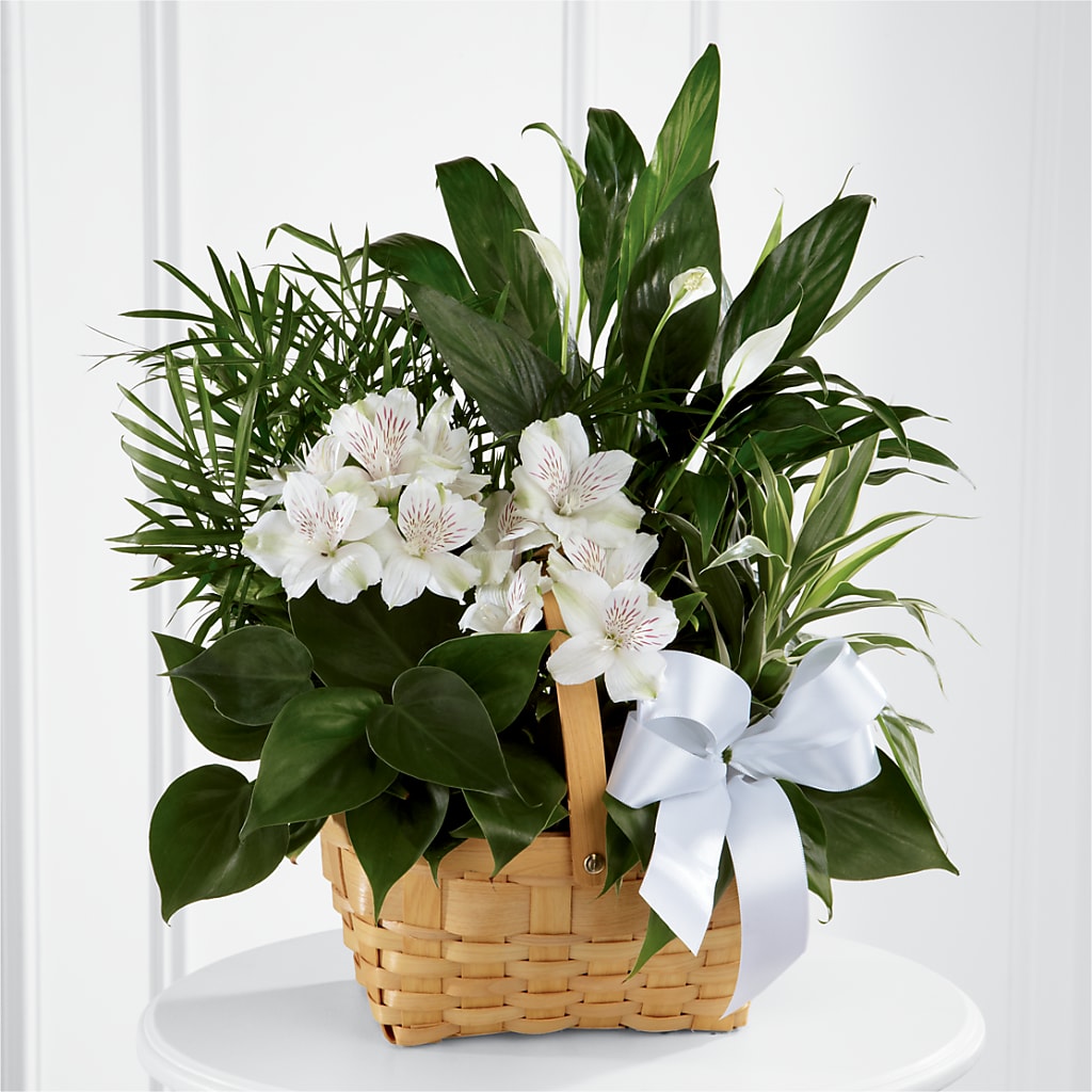 Peace & Serenity Dishgarden – Monarca Florist, Yonkers NY