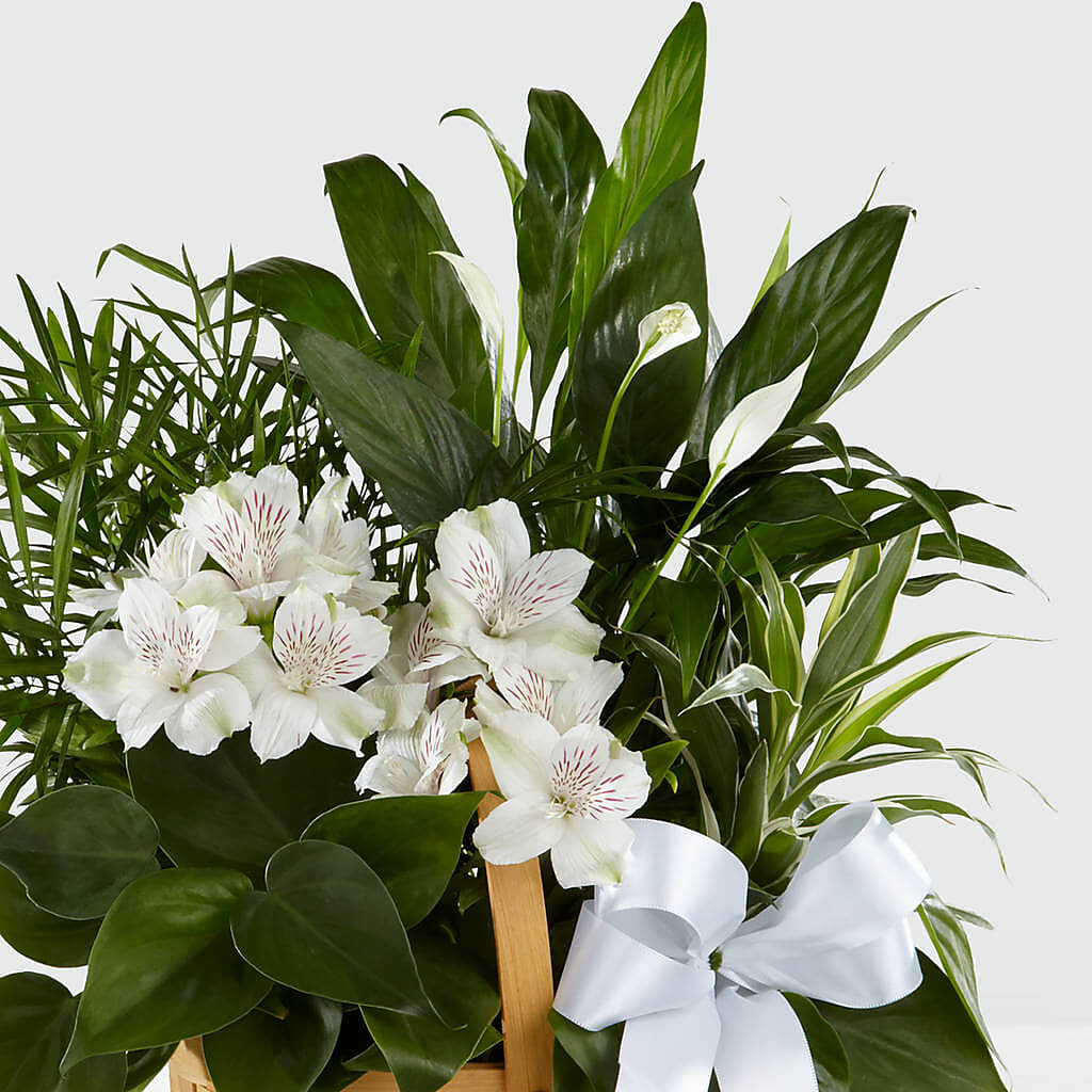 Peace & Serenity Dishgarden – Monarca Florist, Yonkers NY