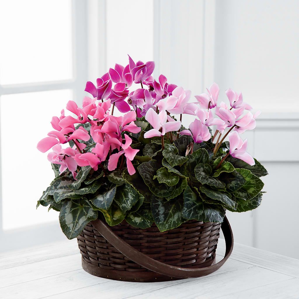 Mixed Cyclamen Planter – Monarca Florist, Yonkers NY