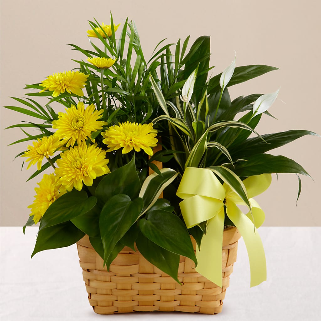 Loving Light Dishgarden – Monarca Florist, Yonkers NY