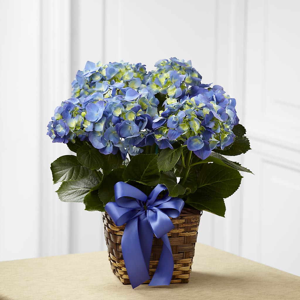 Blue Hydrangea Planter – Monarca Florist, Yonkers NY