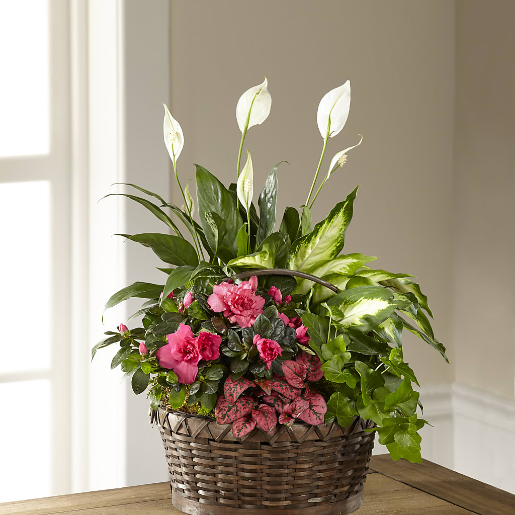 Dream in Pink Dishgarden – Monarca Florist, Yonkers NY