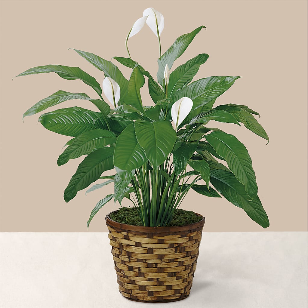Tranquil Moments Peace Lily Plant – Monarca Florist, Yonkers NY