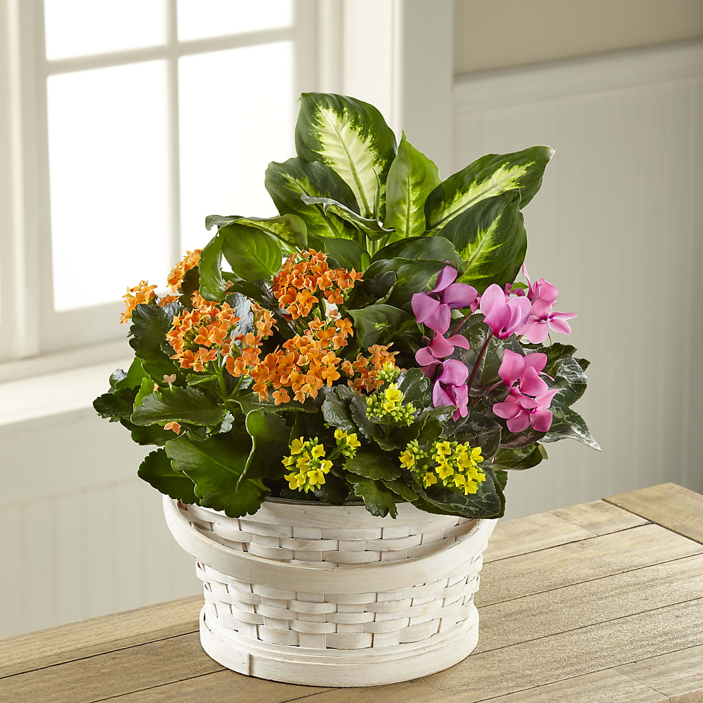 Color Crush Dishgarden – Monarca Florist, Yonkers NY