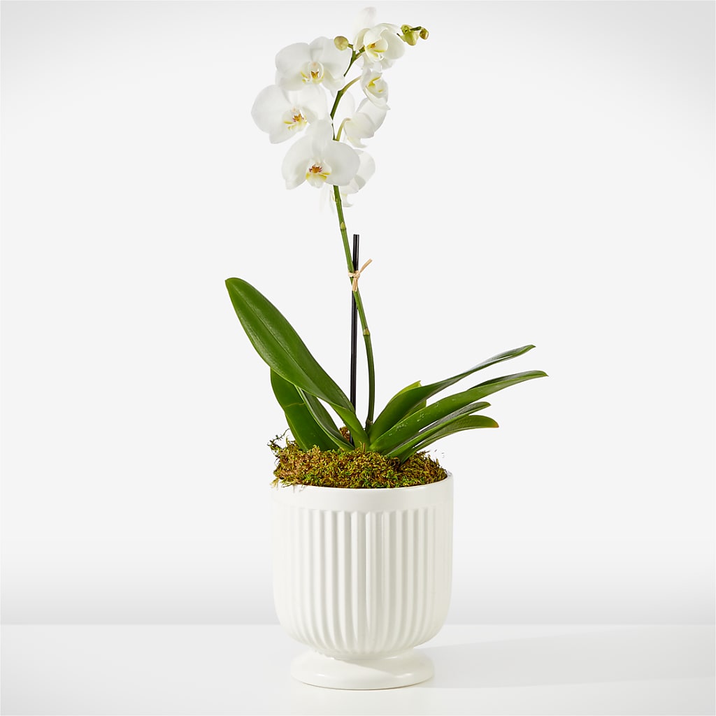 Whispering White Orchid – Monarca Florist, Yonkers NY
