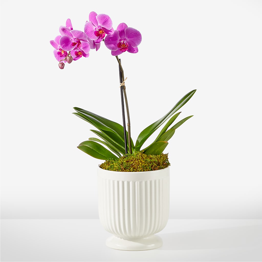 Friendly Fuchsia Orchid – Monarca Florist, Yonkers NY