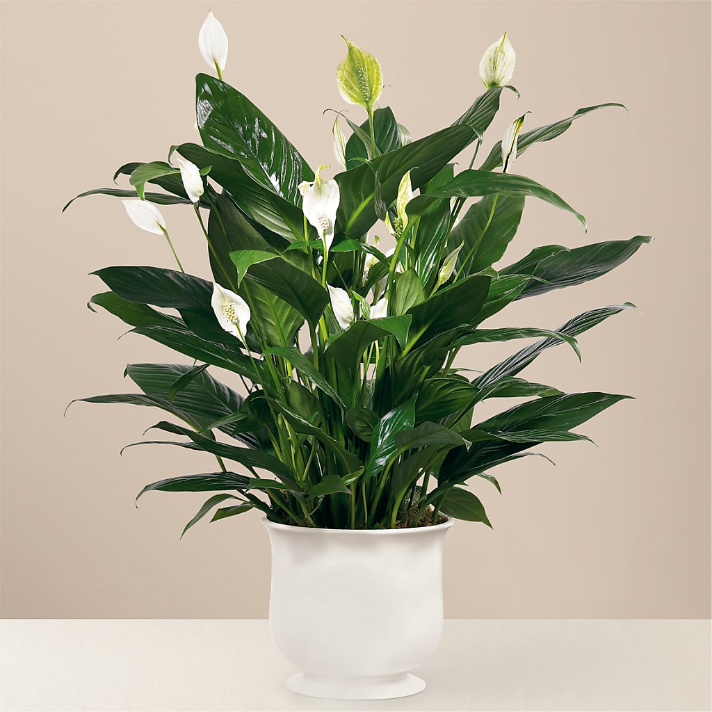 Comfort Planter – Monarca Florist, Yonkers NY