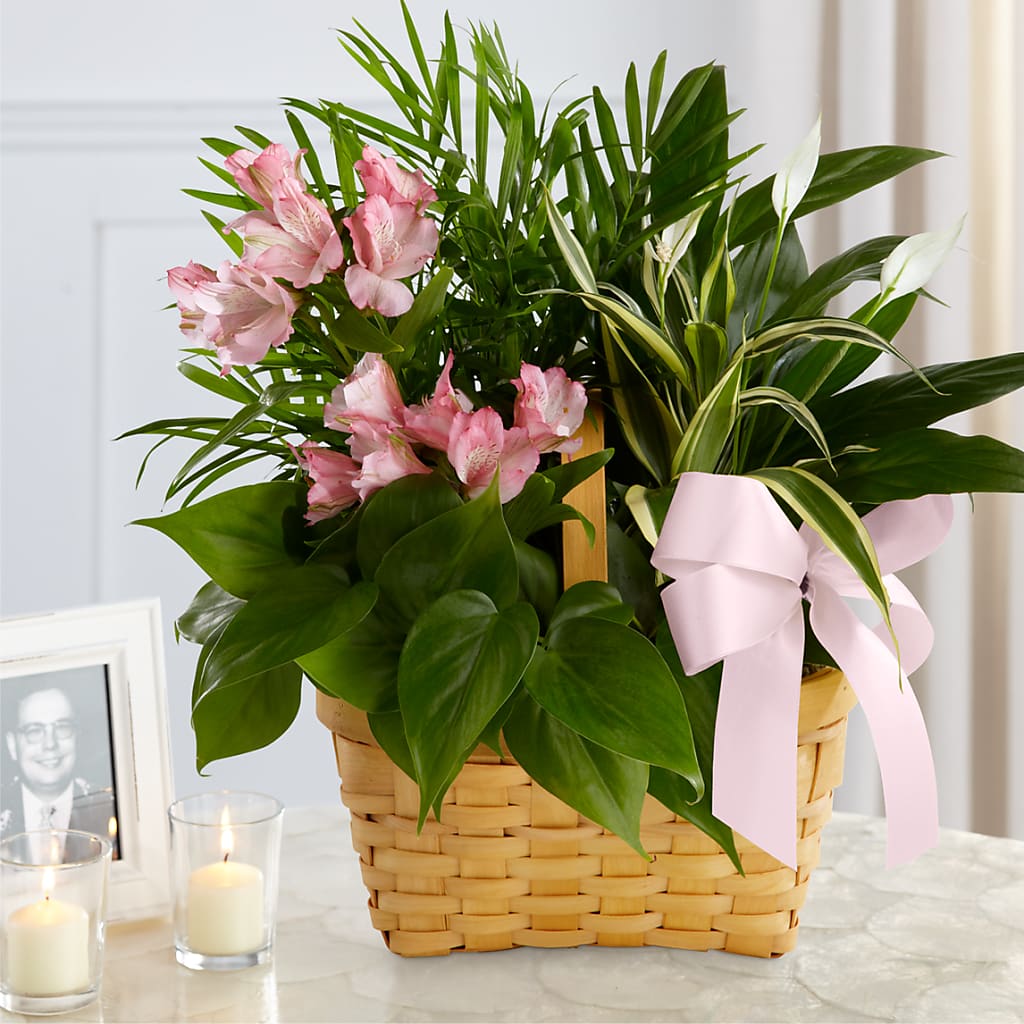 Living Spirit Dishgarden – Monarca Florist, Yonkers NY