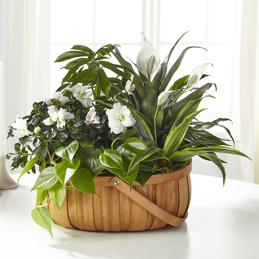 Serene Dishgarden – Monarca Florist, Yonkers NY
