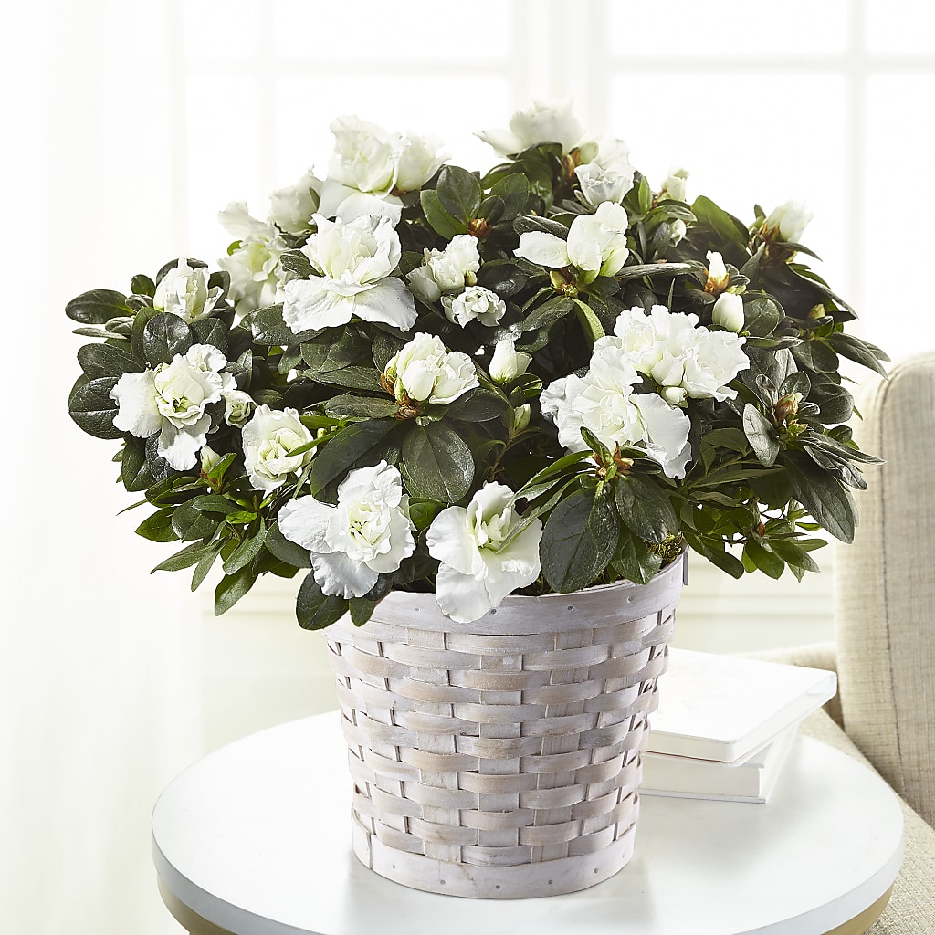 White Azalea Plant – Monarca Florist, Yonkers NY