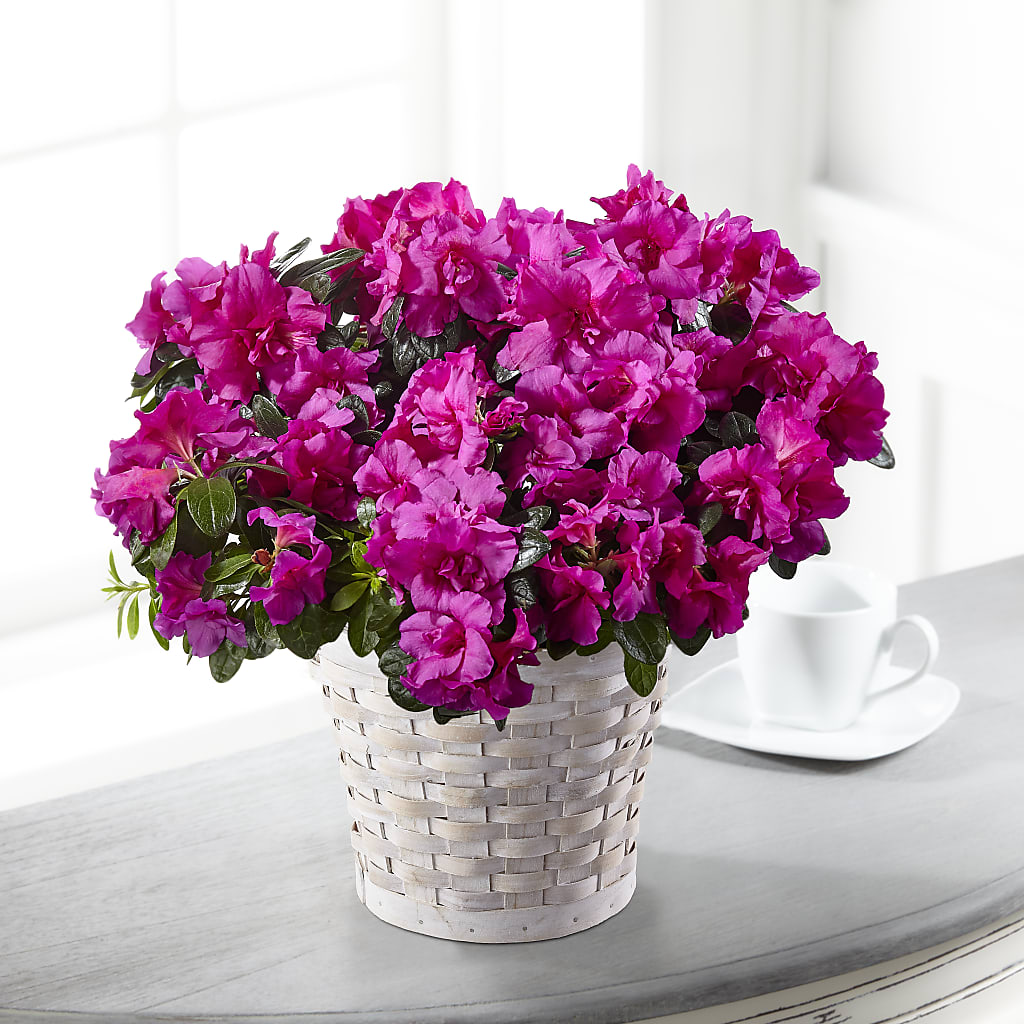 Hope & Serenity Azalea Plant – Monarca Florist, Yonkers NY