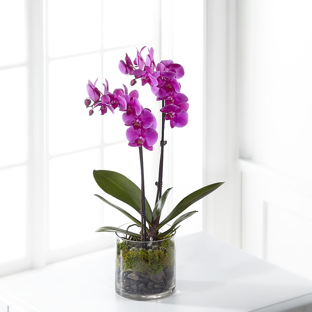 Pink Orchid Plant – Monarca Florist, Yonkers NY