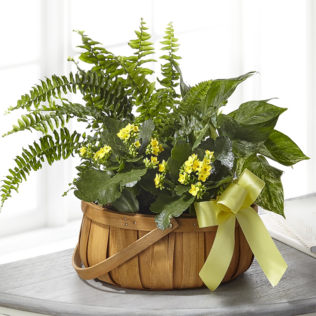 Always Dear Dishgarden – Monarca Florist, Yonkers NY
