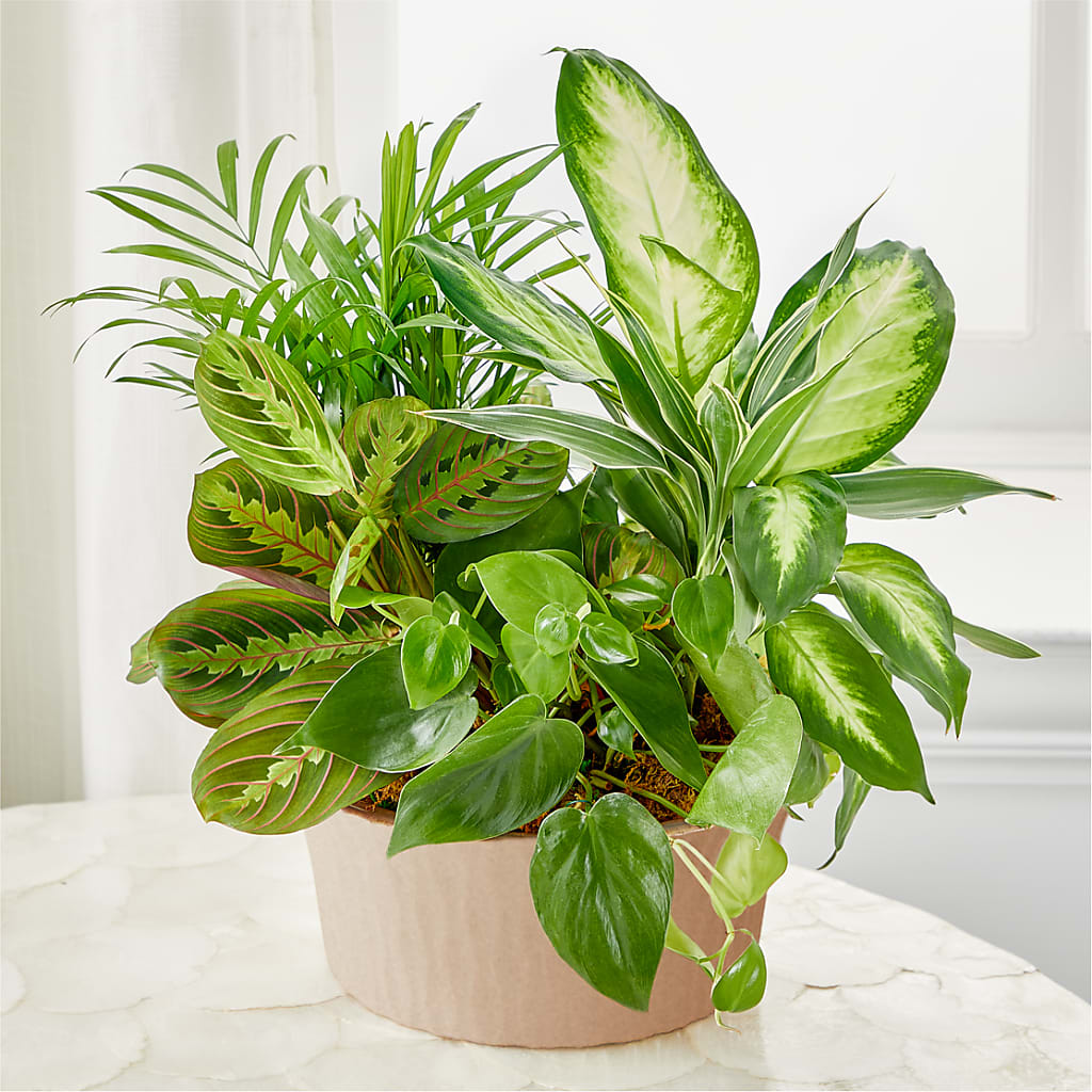 Balance & Harmony Dishgarden – Monarca Florist, Yonkers NY