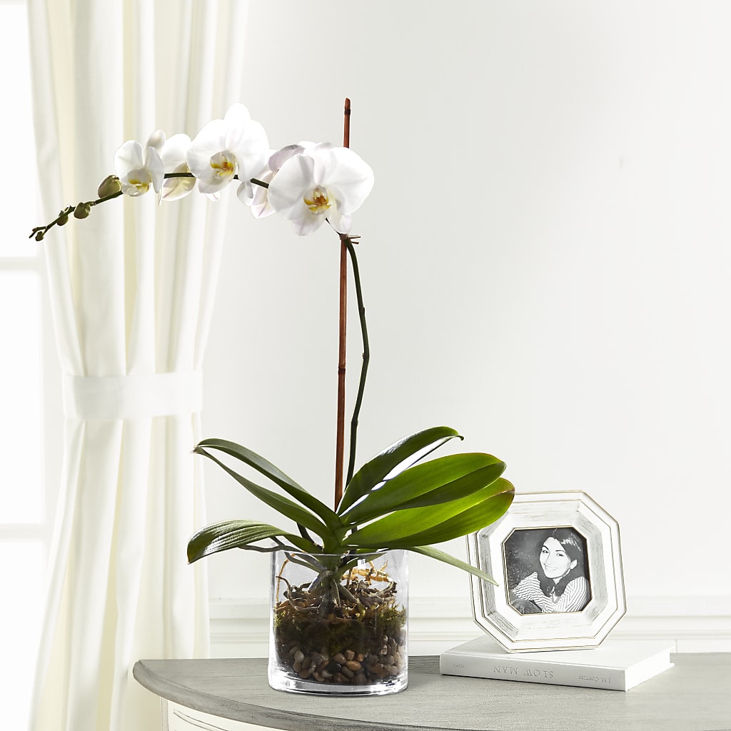 White Orchid Planter – Monarca Florist, Yonkers NY