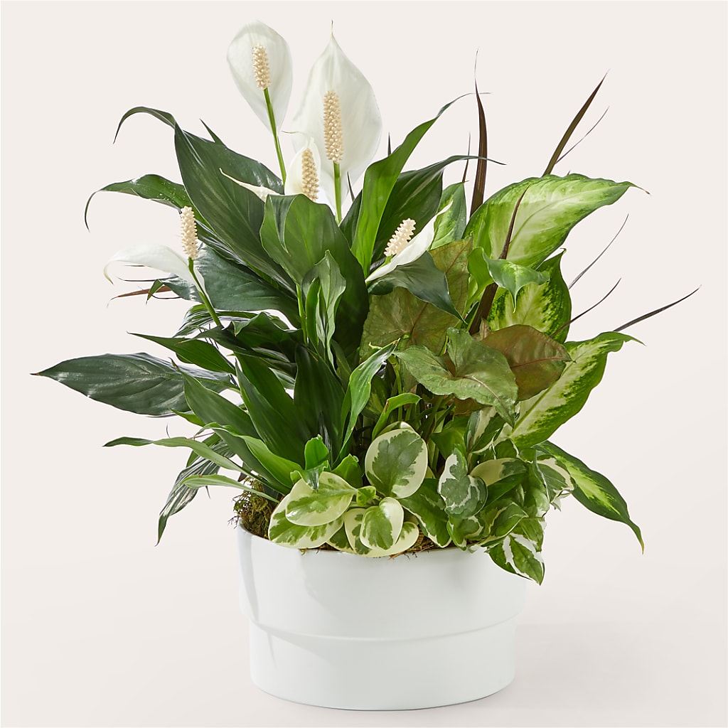 Radiating Positivity Dishgarden – Monarca Florist, Yonkers NY