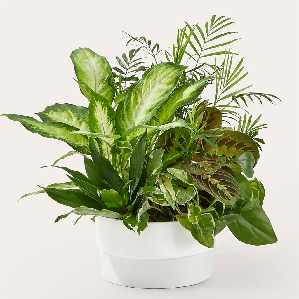Radiating Positivity Dishgarden – Monarca Florist, Yonkers NY