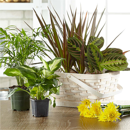 Florist Designed Blooming and Green Plants in a Basket –  Monarca Florist, Yonkers NY
