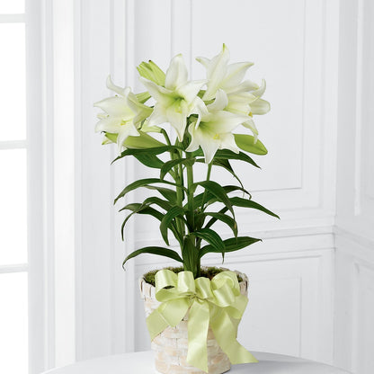 Easter Lily Plant –  Monarca Florist, Yonkers NY