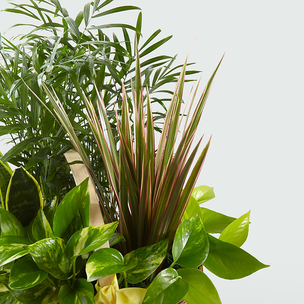 French Garden –  Monarca Florist, Yonkers NY