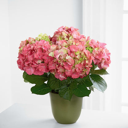 Pink Hydrangea Planter –  Monarca Florist, Yonkers NY