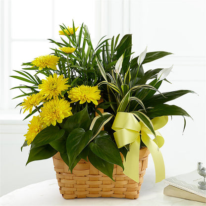 Loving Light Dishgarden –  Monarca Florist, Yonkers NY