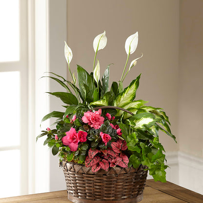 Dream in Pink Dishgarden –  Monarca Florist, Yonkers NY