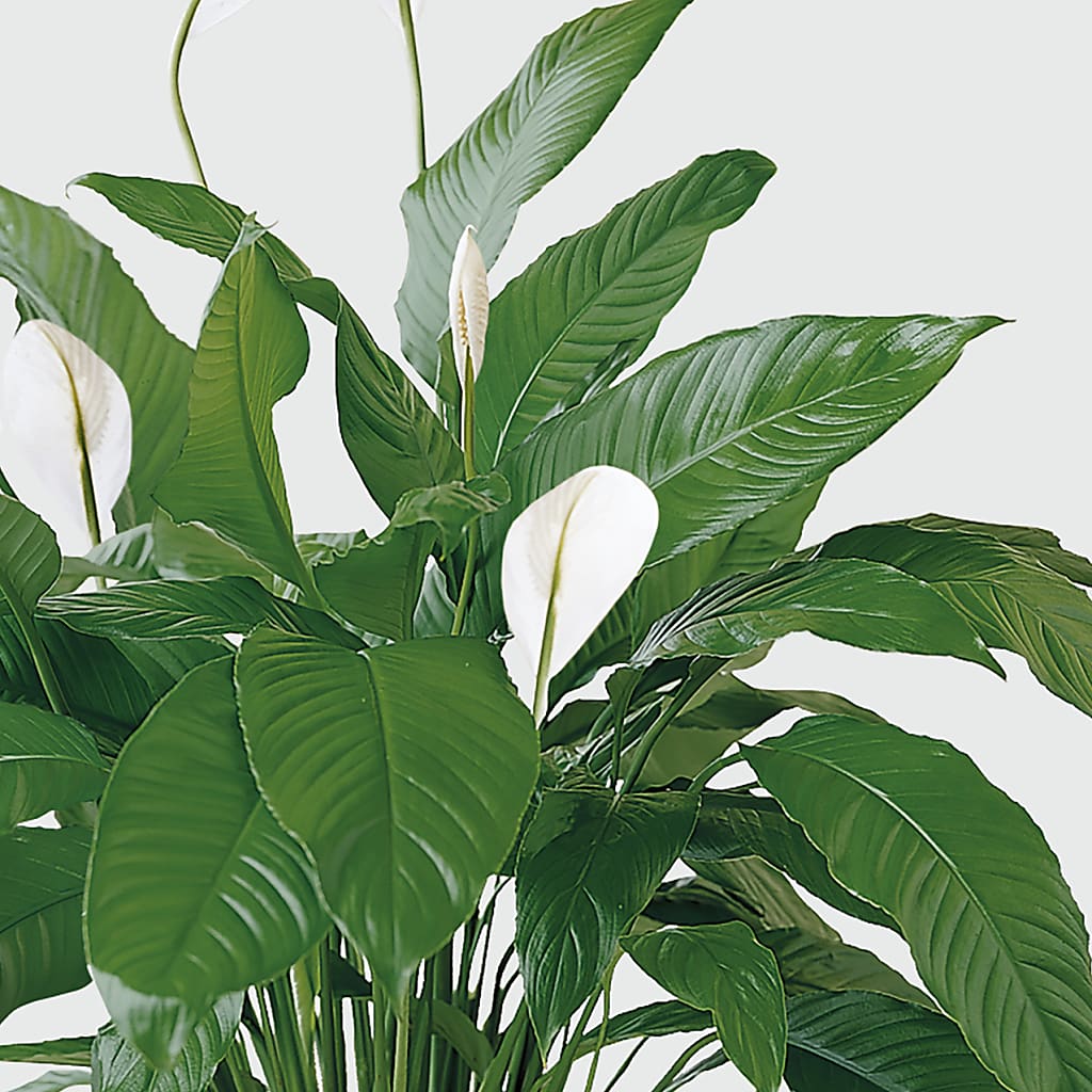 Tranquil Moments Peace Lily Plant –  Monarca Florist, Yonkers NY