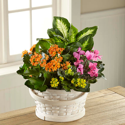 Color Crush Dishgarden –  Monarca Florist, Yonkers NY