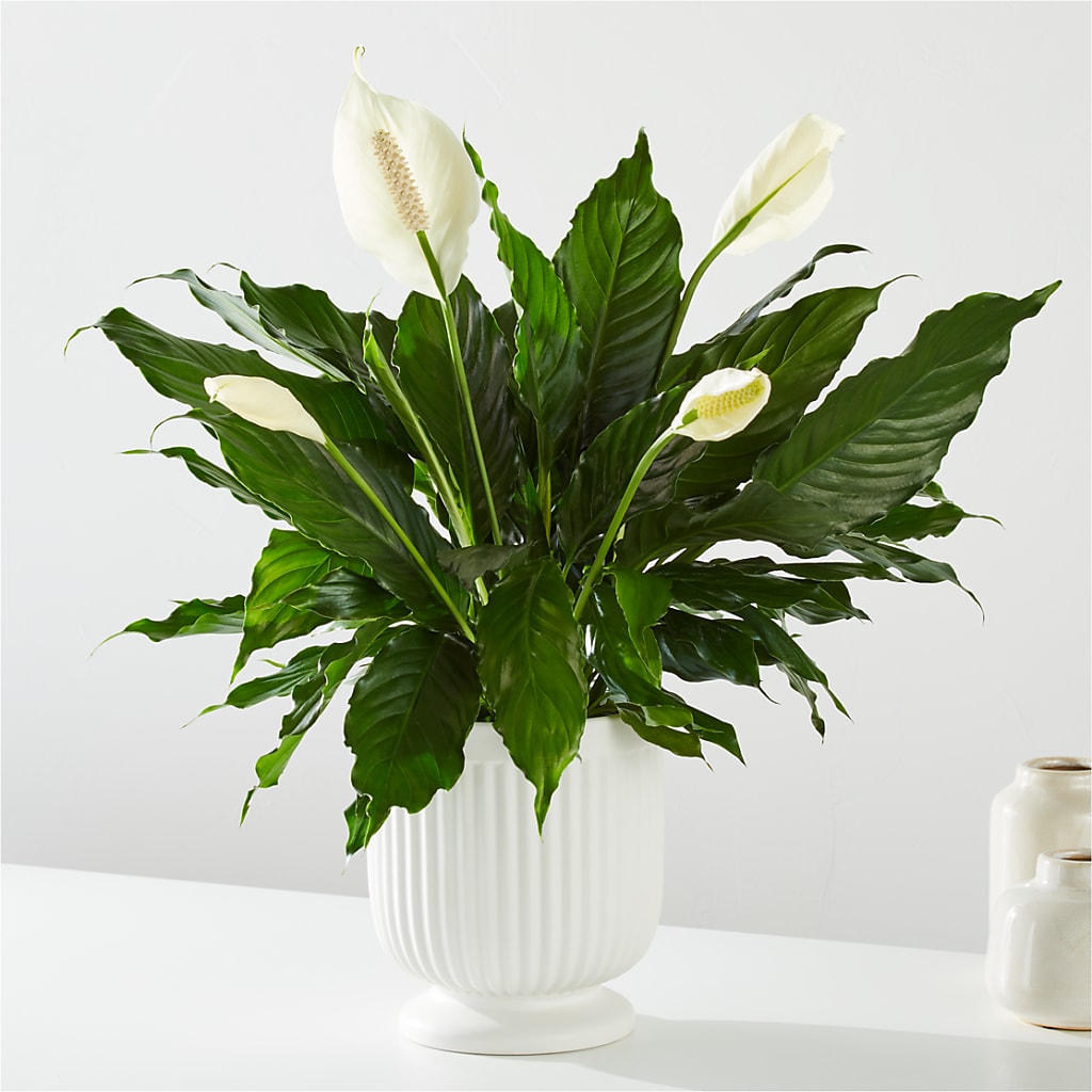 Comfort Planter –  Monarca Florist, Yonkers NY