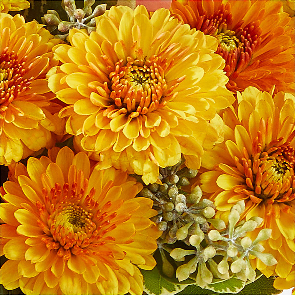 Peachy Pumpkin –  Monarca Florist, Yonkers NY