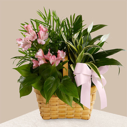 Living Spirit Dishgarden –  Monarca Florist, Yonkers NY