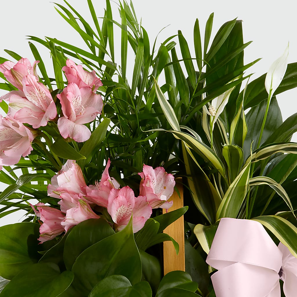 Living Spirit Dishgarden –  Monarca Florist, Yonkers NY