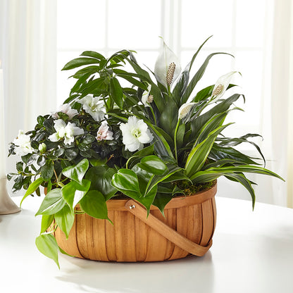 Serene Dishgarden –  Monarca Florist, Yonkers NY