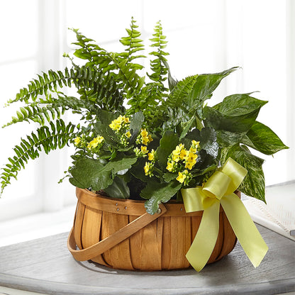 Always Dear Dishgarden –  Monarca Florist, Yonkers NY