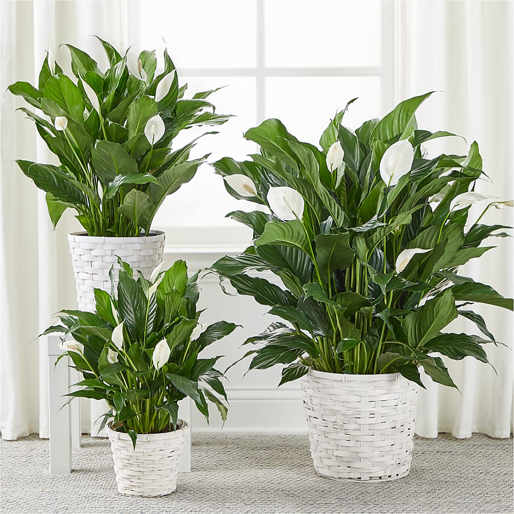 A New Leaf Peace Lily –  Monarca Florist, Yonkers NY