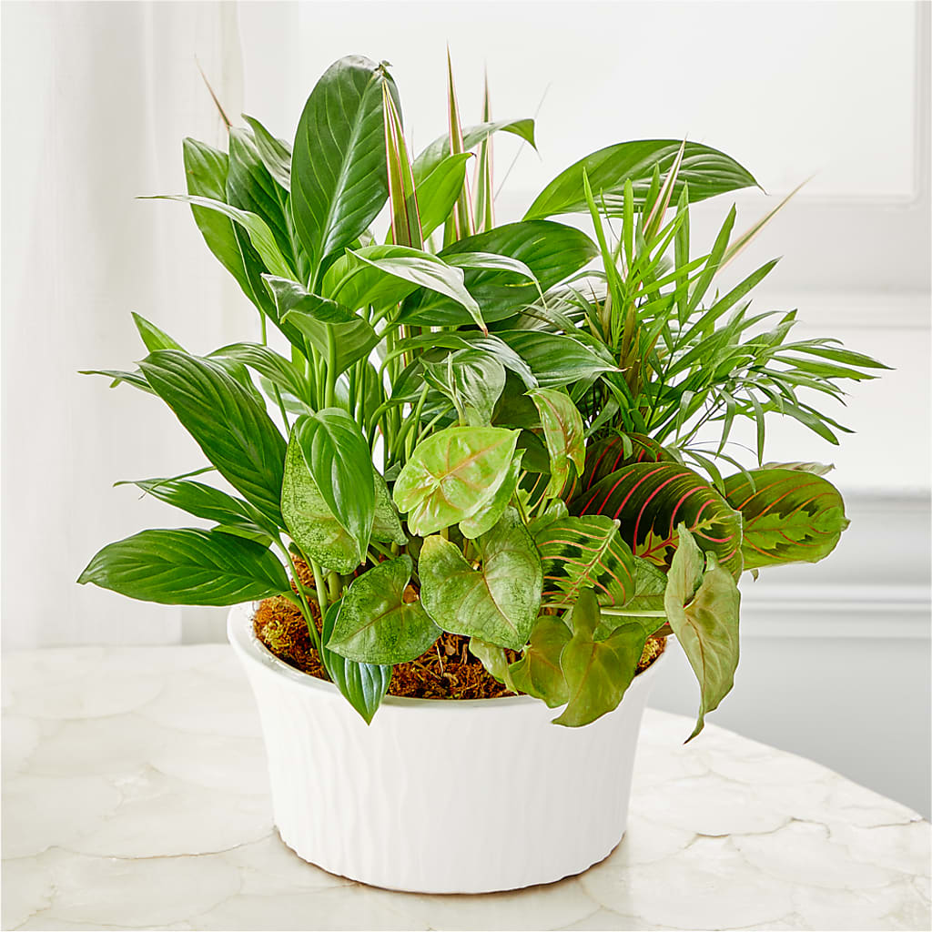 Balance & Harmony Dishgarden –  Monarca Florist, Yonkers NY