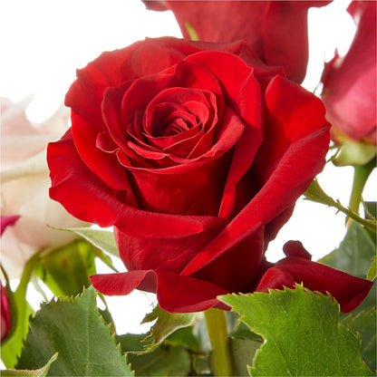 Love Notes Rose Bouquet –  Monarca Florist, Yonkers NY